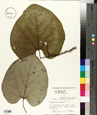 Aristolochia malacophylla image