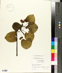 Aristolochia macrophylla image