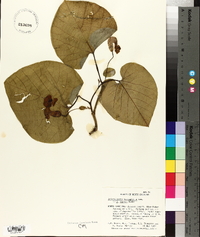 Aristolochia macrophylla image