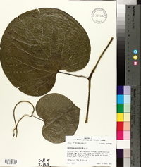 Aristolochia macrophylla image