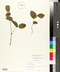 Aristolochia reticulata image