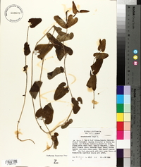 Aristolochia longa image