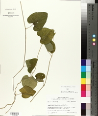 Isotrema tomentosa image