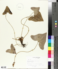 Hexastylis arifolia image
