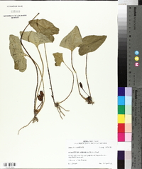 Hexastylis arifolia image