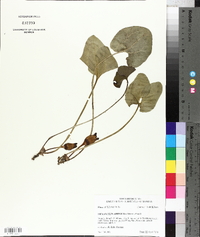 Hexastylis arifolia image