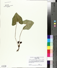 Hexastylis arifolia var. ruthii image