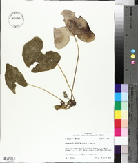 Hexastylis arifolia image