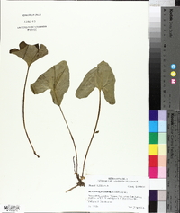 Hexastylis arifolia image