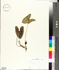 Hexastylis arifolia image