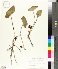 Hexastylis arifolia image