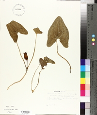 Hexastylis arifolia image