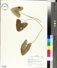 Hexastylis arifolia image
