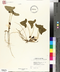 Hexastylis arifolia image