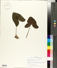 Hexastylis arifolia image