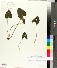 Hexastylis arifolia image