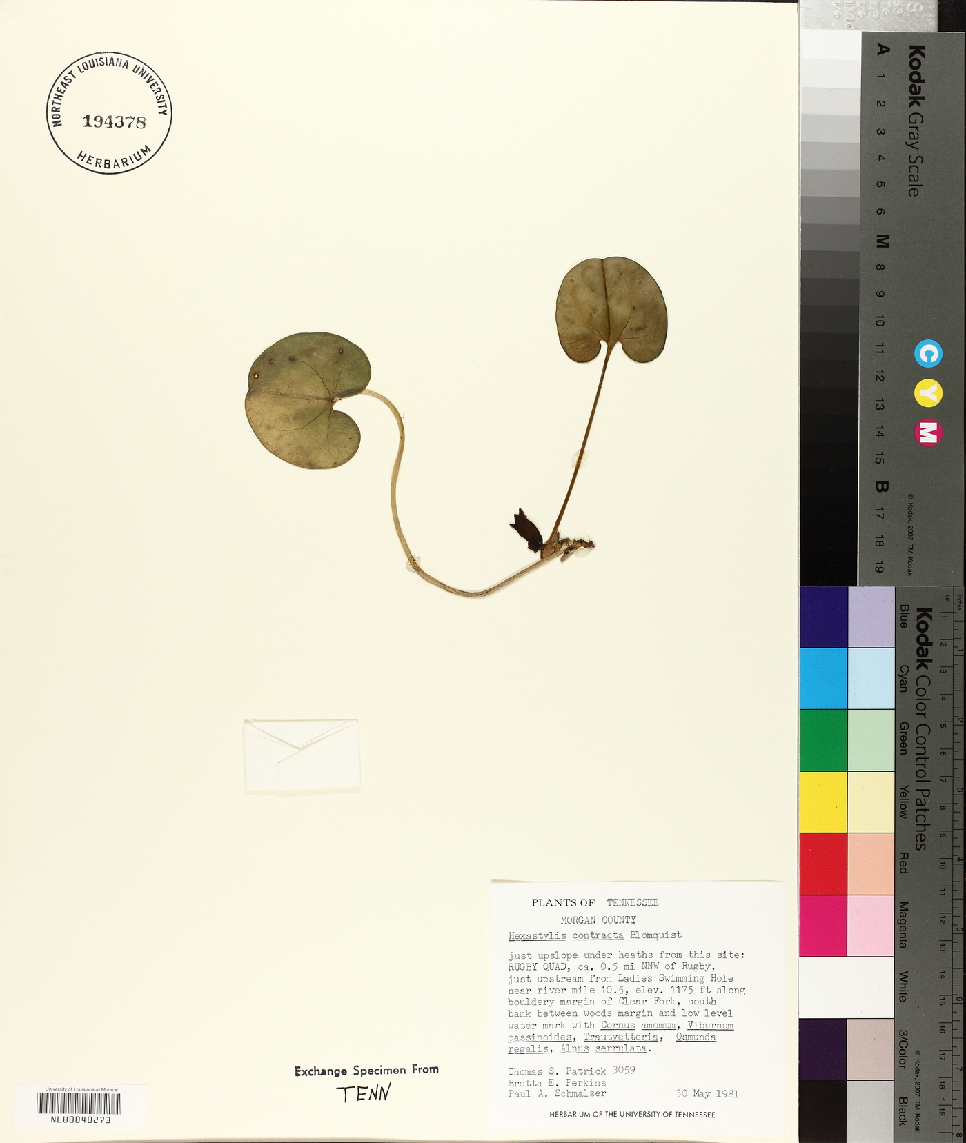 Hexastylis contracta image