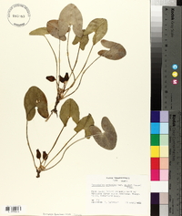 Hexastylis arifolia image