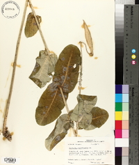 Asclepias amplexicaulis image