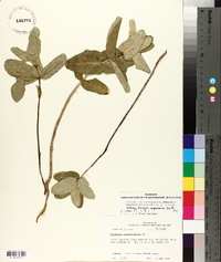 Asclepias amplexicaulis image