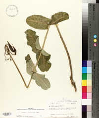 Asclepias amplexicaulis image