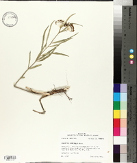 Asclepias longifolia image