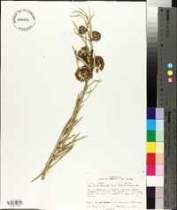 Asclepias longifolia image