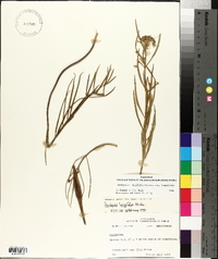 Asclepias longifolia subsp. longifolia image