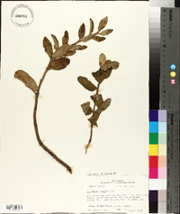 Asclepias obovata image