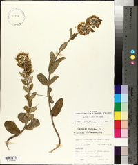 Asclepias obovata image