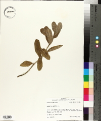 Asclepias obovata image