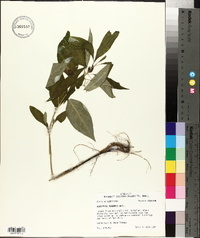 Asclepias perennis image