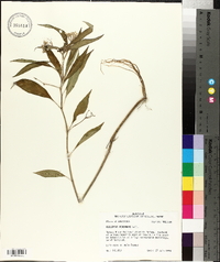 Asclepias perennis image