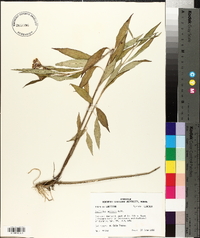 Asclepias perennis image