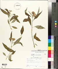 Asclepias perennis image