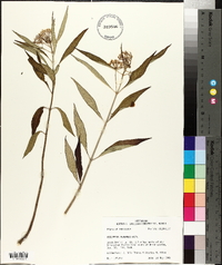 Asclepias perennis image