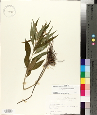 Asclepias perennis image