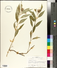 Asclepias perennis image