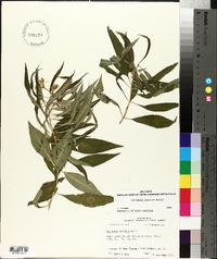 Asclepias perennis image