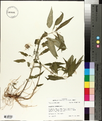 Asclepias perennis image