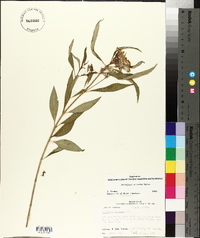 Asclepias perennis image