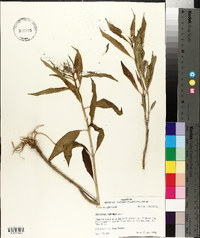 Asclepias perennis image