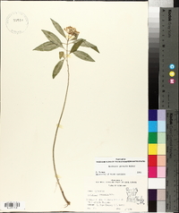 Asclepias perennis image