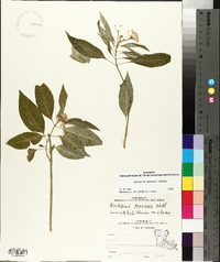 Asclepias perennis image