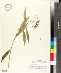 Asclepias perennis image
