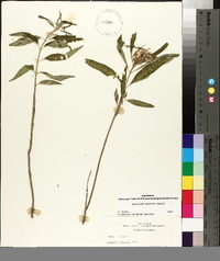 Asclepias perennis image