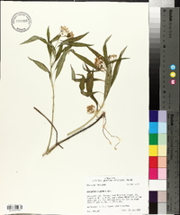 Asclepias perennis image