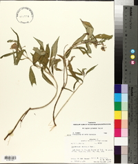 Asclepias perennis image