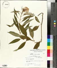 Asclepias perennis image