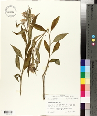 Asclepias perennis image